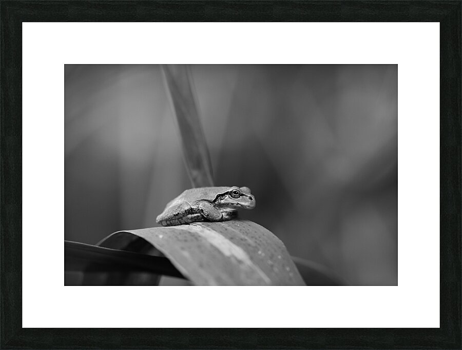 Smug Mug Frog Picture Frame print