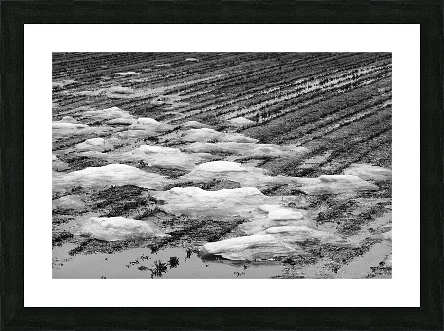 Snowmelt Picture Frame print