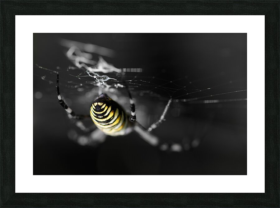Orb-Weaver Spider Picture Frame print