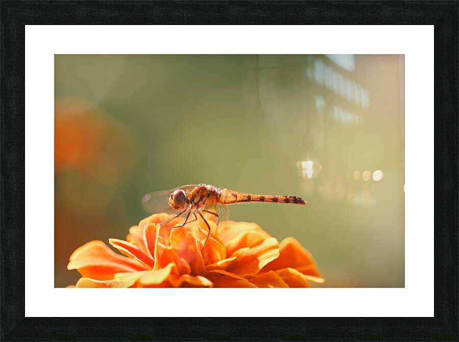 Marigold Picture Frame print
