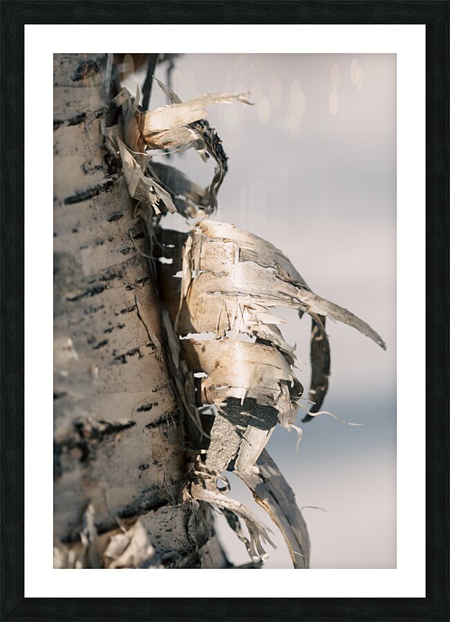 Birch Bark Picture Frame print