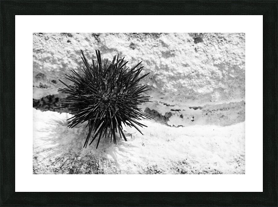 Sea Urchin Picture Frame print