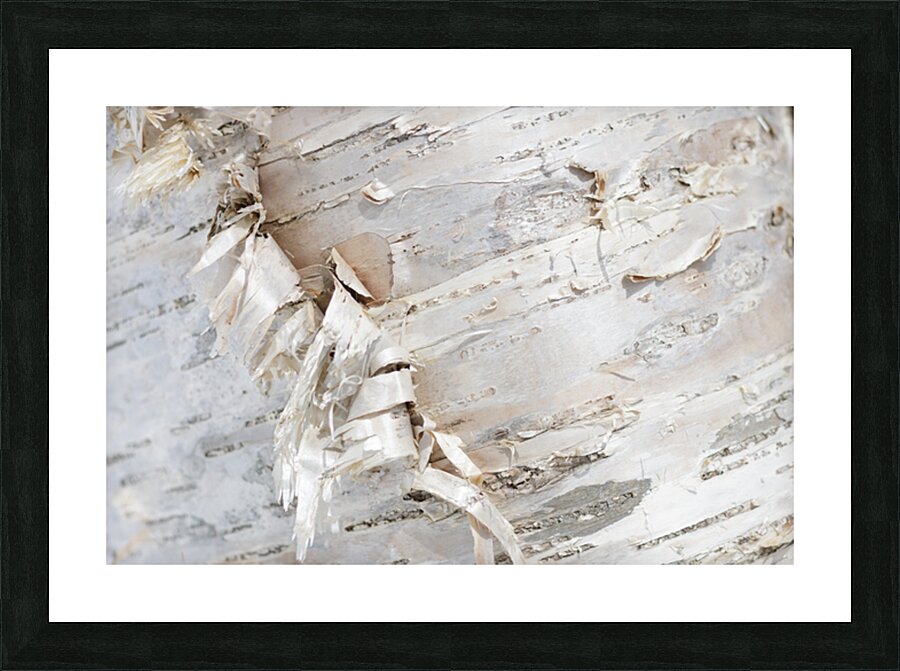 Birch Bark II Picture Frame print