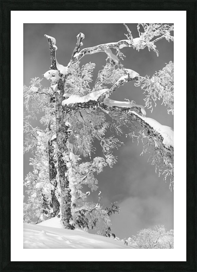 The Old Tree Picture Frame print