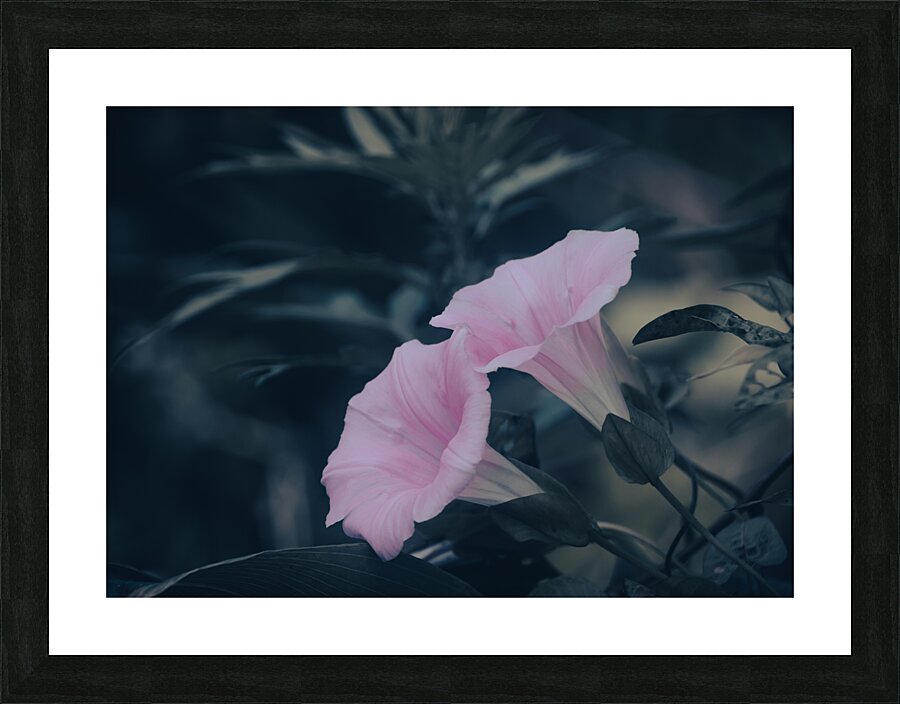 Morning glory Picture Frame print