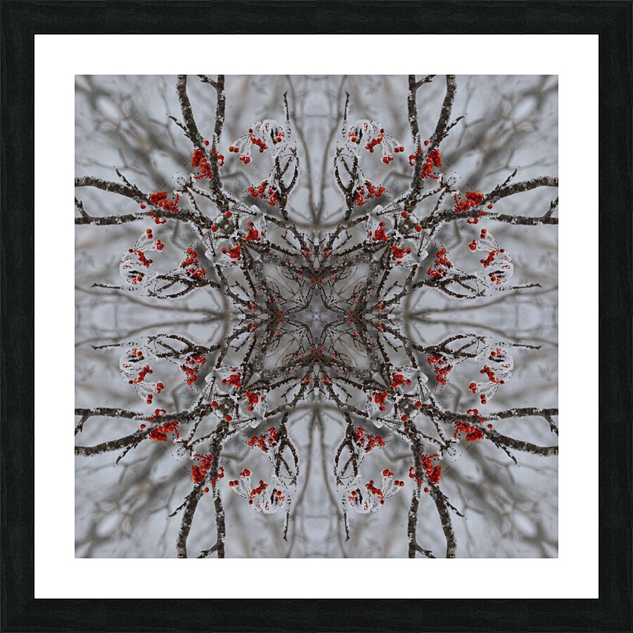 Red rowan tree berries Picture Frame print