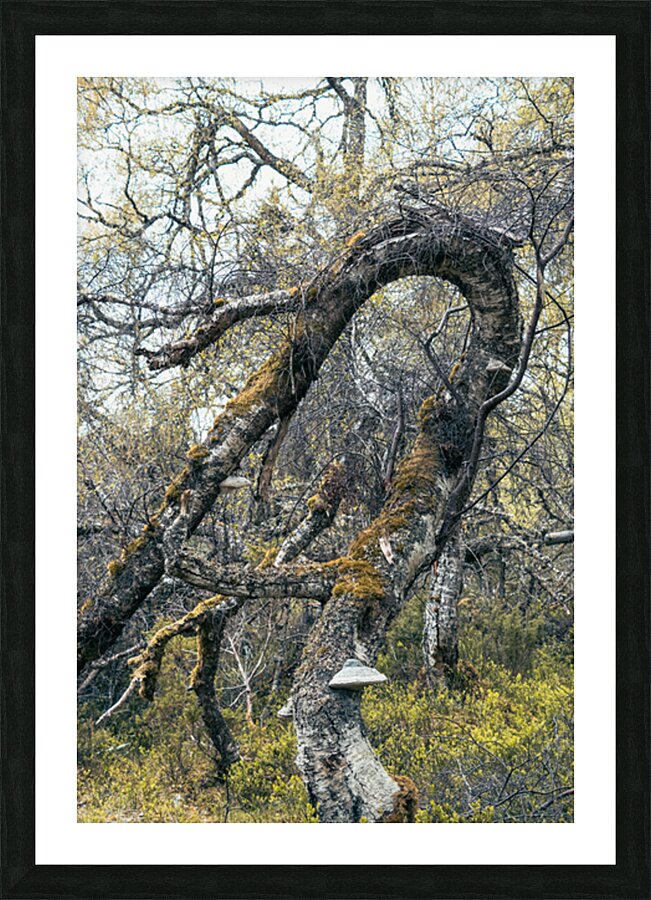 Gnarled and Twisted Picture Frame print