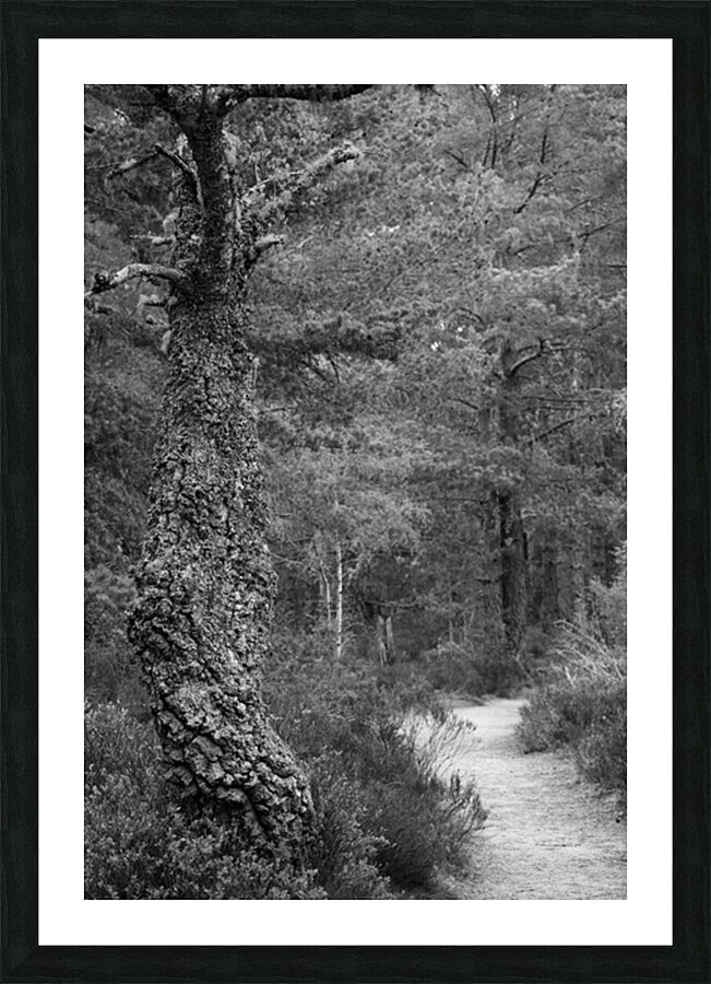 Forest Trail Picture Frame print