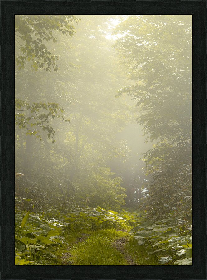 Morning Glory Picture Frame print