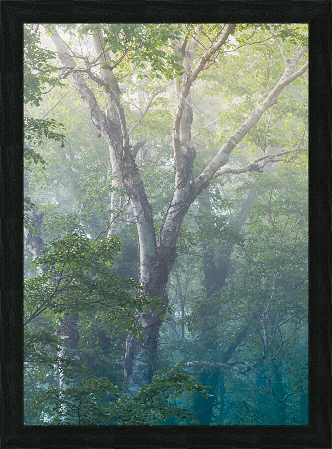 Blue Birch Picture Frame print
