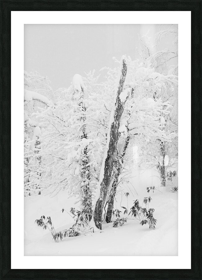 The Old Tree Picture Frame print