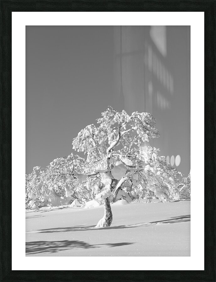 Lone Birch Picture Frame print