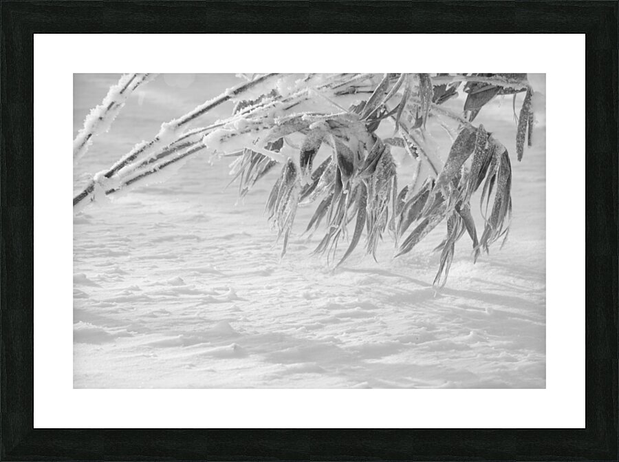 Sasa II Picture Frame print