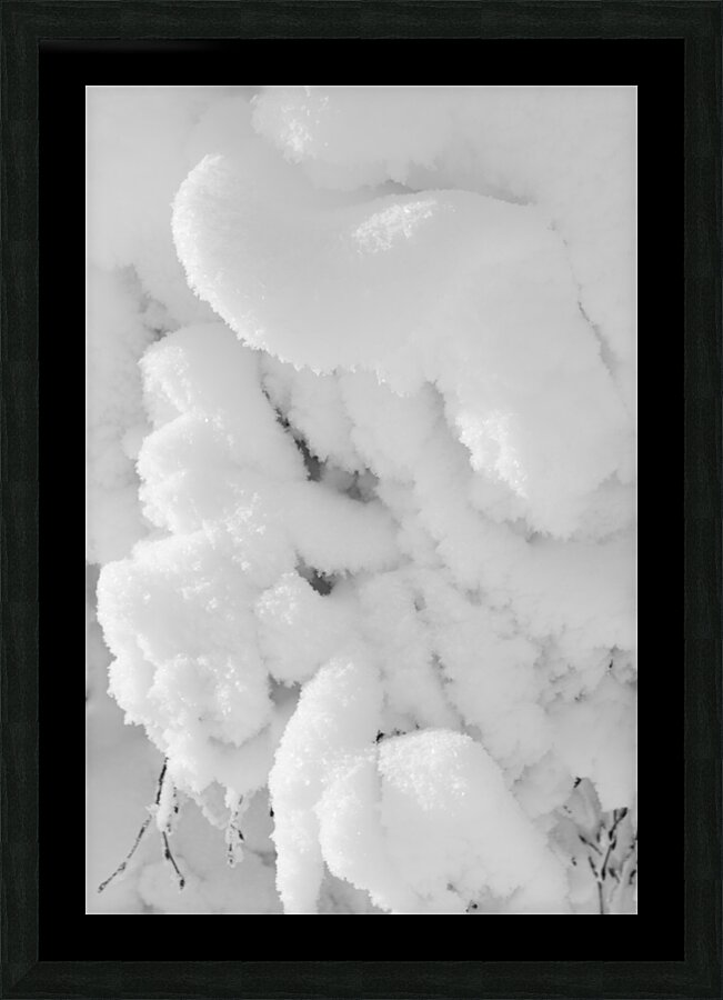 Snow Laden Picture Frame print