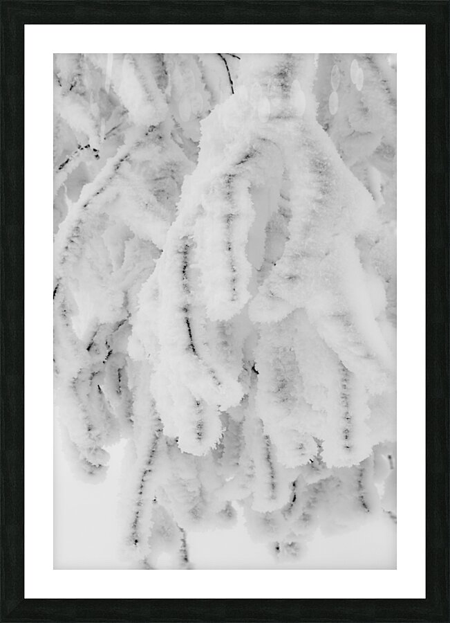 Frozen Birch Picture Frame print
