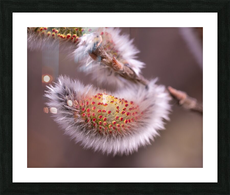 Catkin Picture Frame print