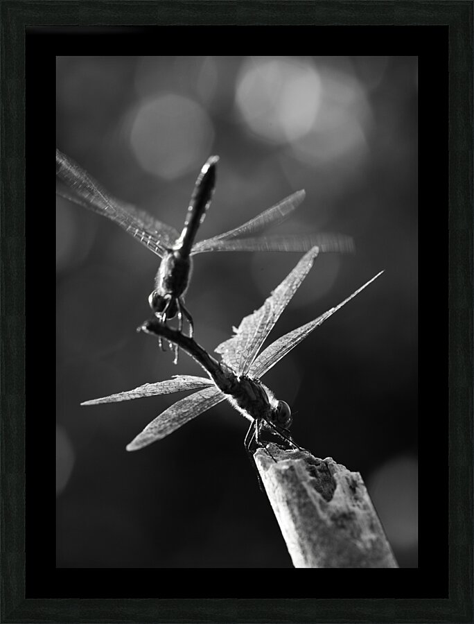 Dragonflies in Flight Picture Frame print