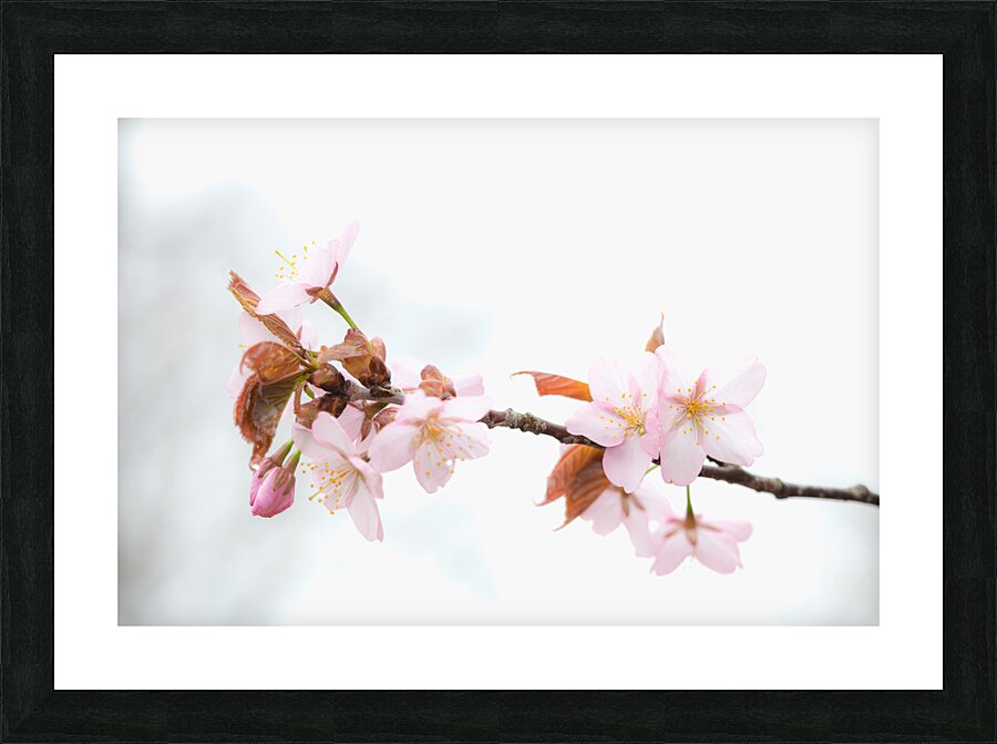 Sakura Cherry Blossom Picture Frame print