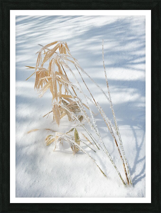 Sasa Picture Frame print
