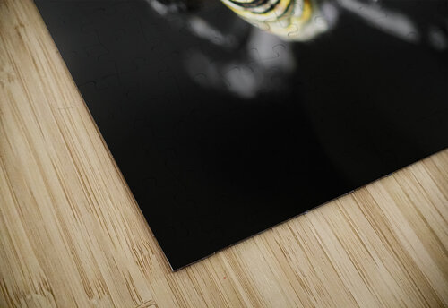 Orb-Weaver Spider Alex Fukuda puzzle