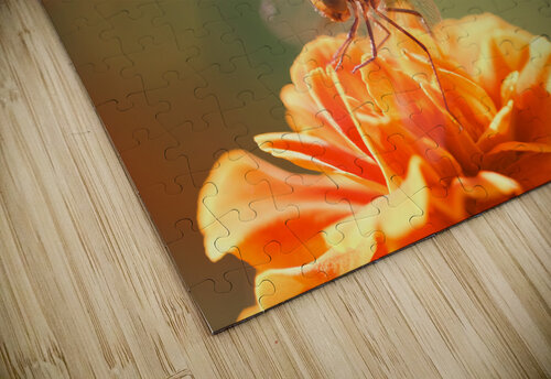 Marigold Alex Fukuda puzzle