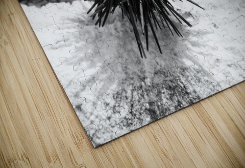 Sea Urchin Alex Fukuda puzzle