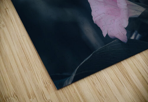 Morning glory Alex Fukuda puzzle