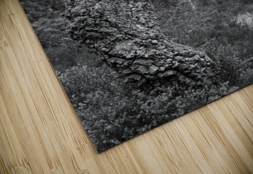 Forest Trail Alex Fukuda puzzle