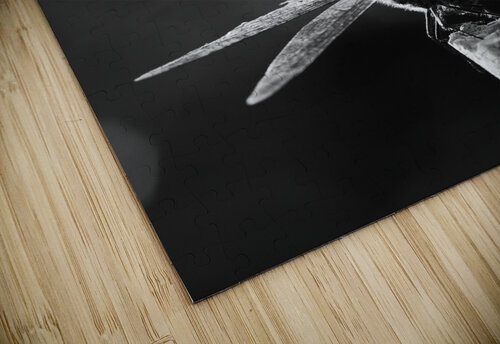 Dragonflies in Flight Alex Fukuda puzzle