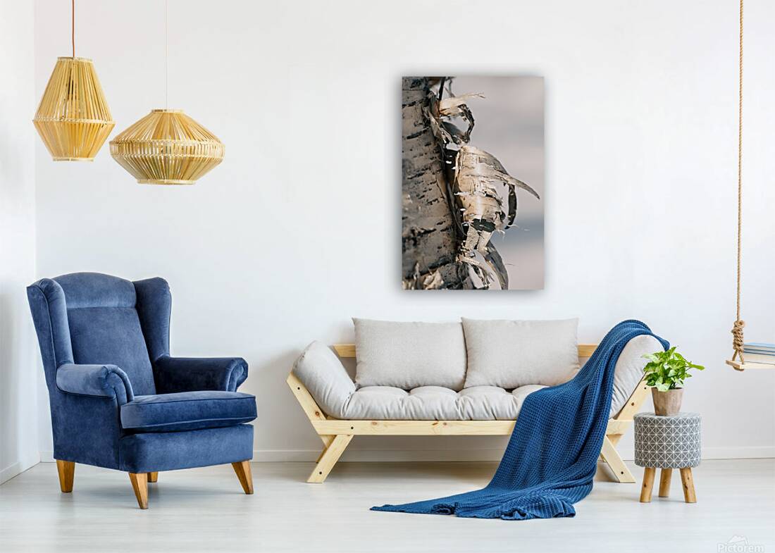 Birch Bark Reproduction