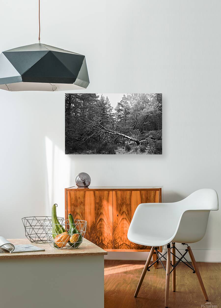 Fallen Tree II Reproduction