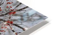 Red rowan tree berries HD Metal print
