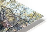 Gnarled and Twisted HD Metal print