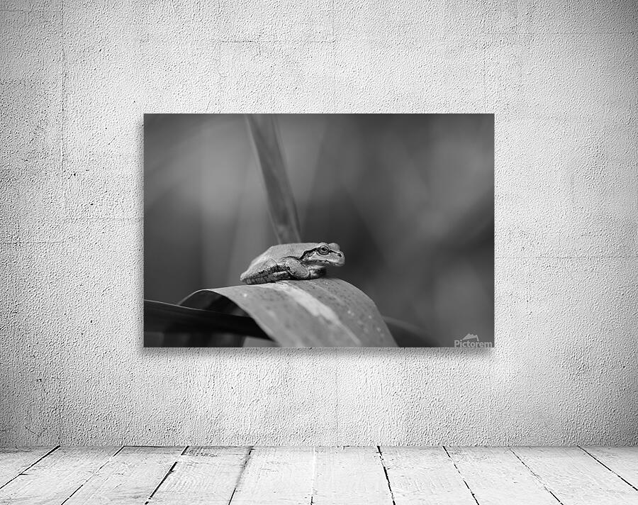 Smug Mug Frog Wall Preview
