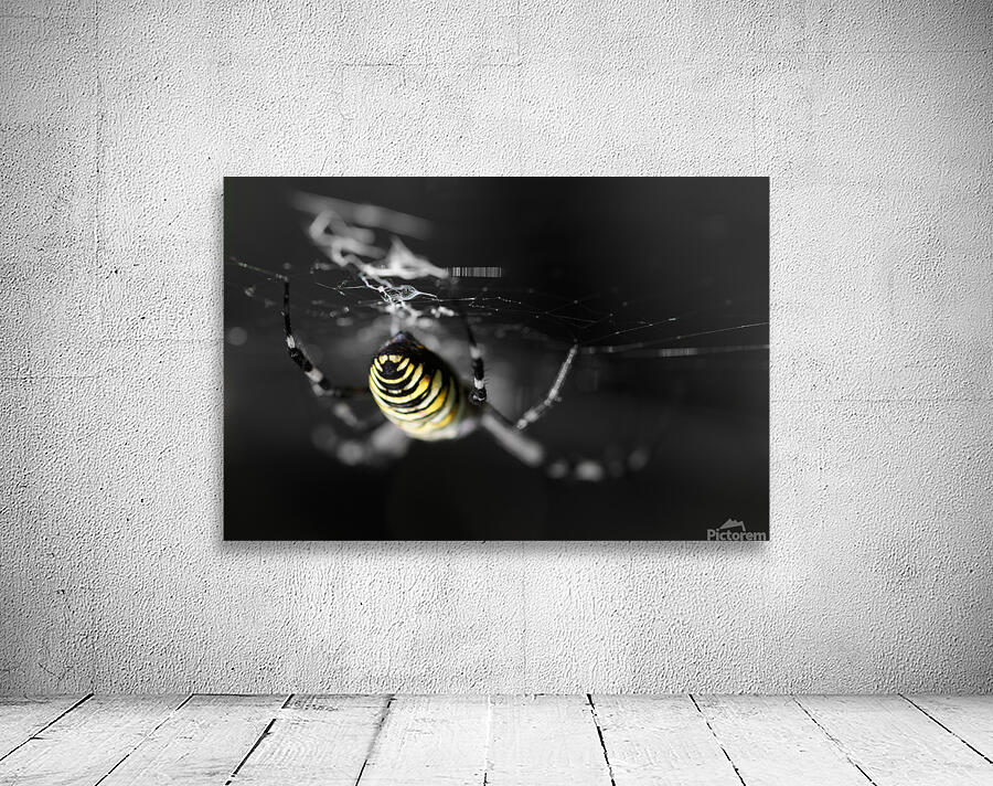 Orb-Weaver Spider Wall Preview