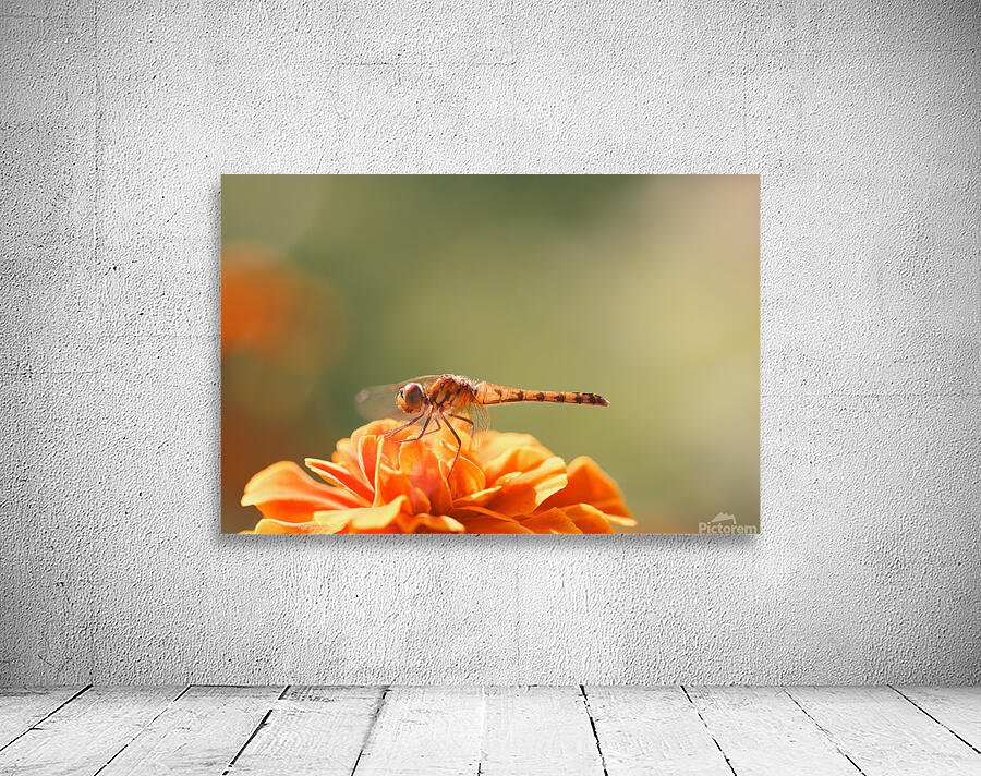 Marigold Wall Preview