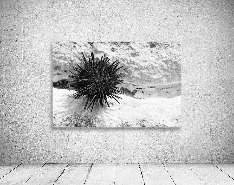 Sea Urchin Wall Preview