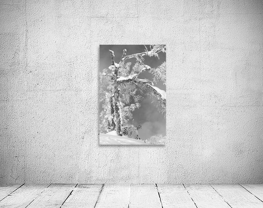 The Old Tree Wall Preview
