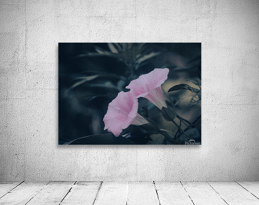 Morning glory Wall Preview