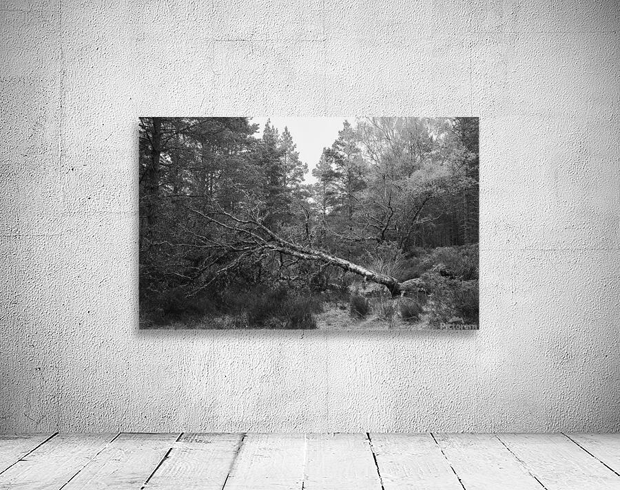 Fallen Tree II Wall Preview