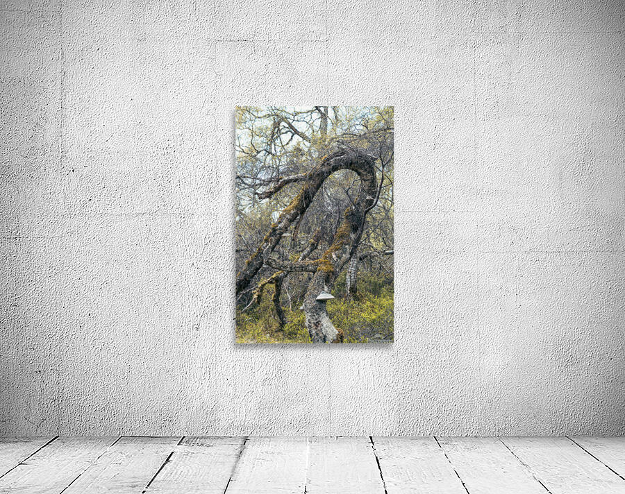 Gnarled and Twisted Wall Preview