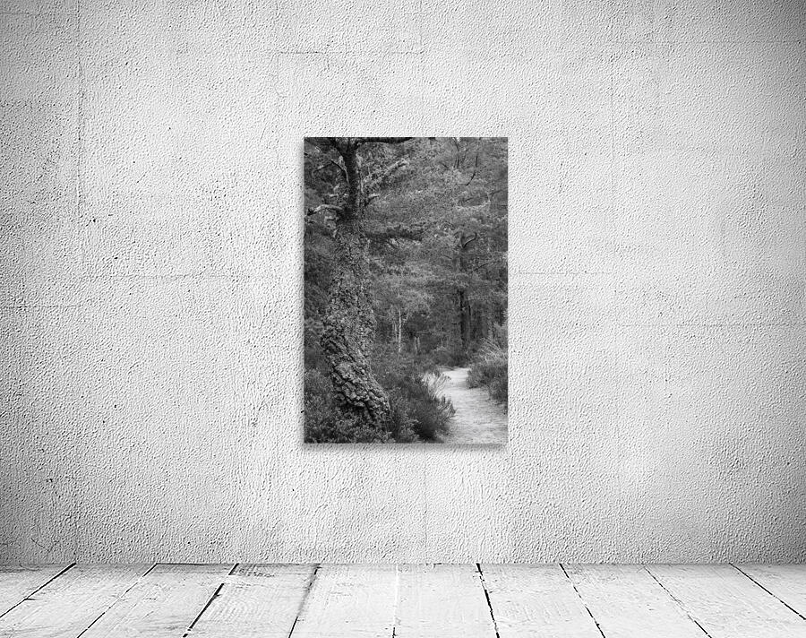 Forest Trail Wall Preview