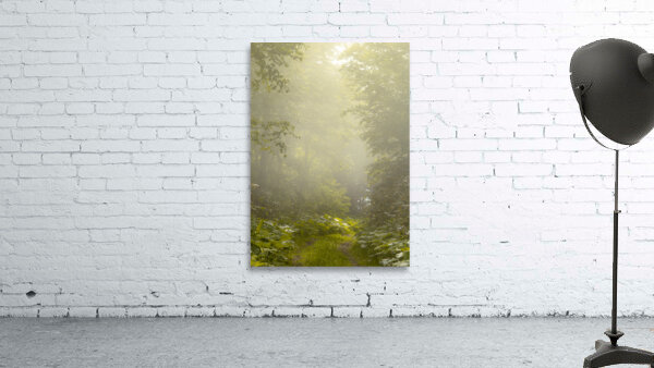 Morning Glory Wall Preview