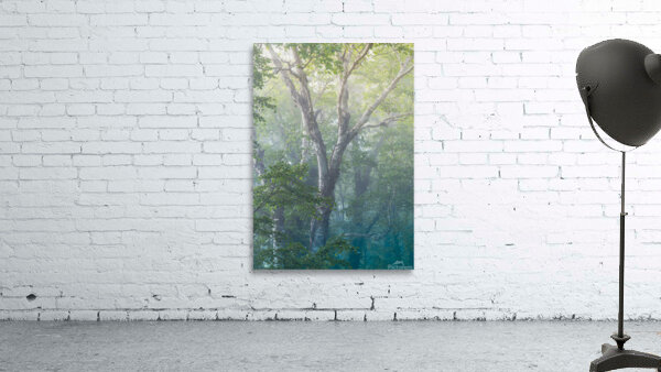 Blue Birch Wall Preview