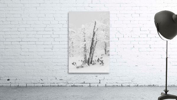 The Old Tree Wall Preview
