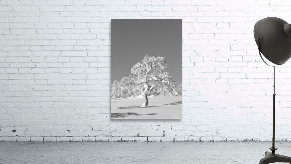 Lone Birch Wall Preview