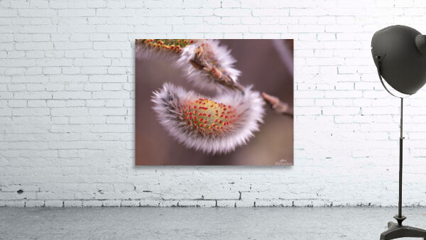 Catkin Wall Preview