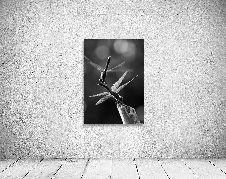 Dragonflies in Flight Wall Preview