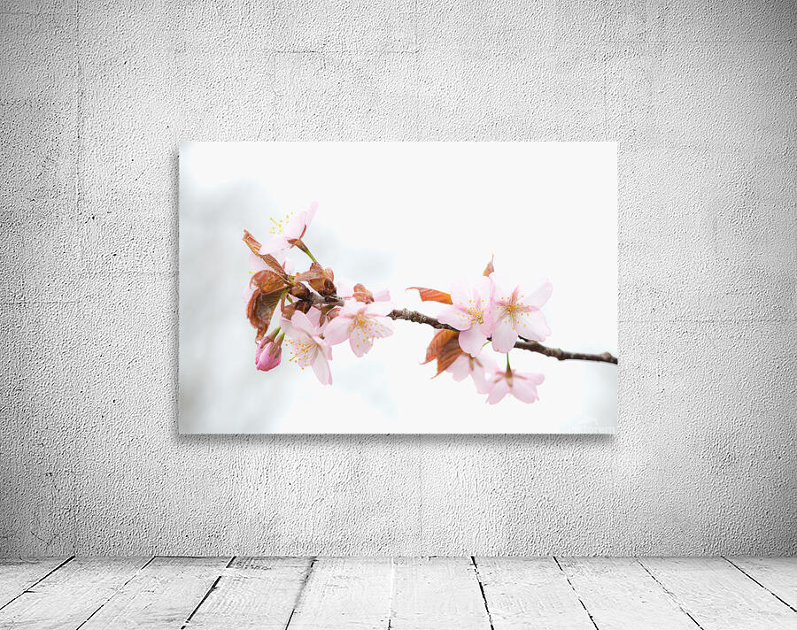 Sakura Cherry Blossom Wall Preview