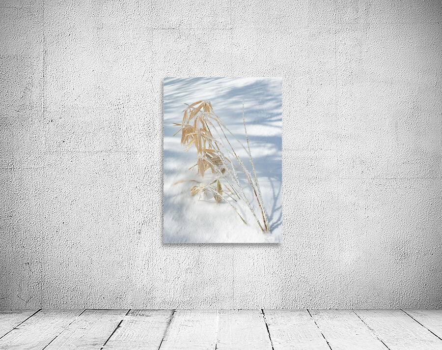 Sasa Wall Preview